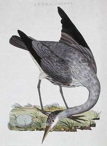 Heron, julkaistu Amsterdamissa tekijältä Dutch School