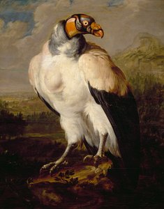 King Vulture, hollantilaisen tuntemattoman taiteilijan maalaus, Alankomaat tekijältä Dutch School