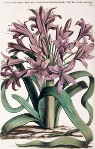 Lillio-Narcissus, 1697-1701 tekijältä Dutch School