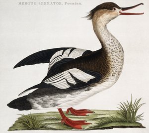 Mergus Serrator, naaras tekijältä Dutch School