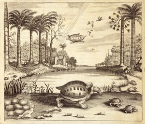 Kilpikonnanmunien kuoriutuminen, Kiinasta Kuvittanut Athanasius Kircher (1601-80) 1667 tekijältä Dutch School