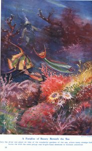 Kauneuden paratiisi meren alla, kuvitus teoksesta "Wonders of Land and Sea", julkaisija Cassell, Lontoo, 1914
