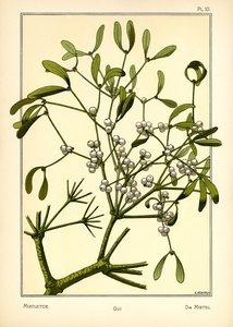 Mistelinoksa