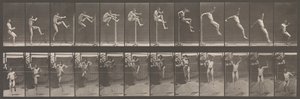 Locomoció animal. Una investigació electrofotogràfica de les fases consecutives dels animals..., dècada de 1880. finlandès tekijältä Eadweard Muybridge