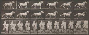Eläinten liikkuminen. Eläinten peräkkäisten vaiheiden sähkövalokuvaus..., 1880-luku. tekijältä Eadweard Muybridge