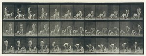 Eläinten liikkuminen. Eläinten peräkkäisten vaiheiden sähkövalokuvaus..., 1880-luku. tekijältä Eadweard Muybridge