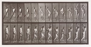 Eläinten liikkuminen. Eläinten peräkkäisten vaiheiden sähkövalokuvaus..., 1880-luku. tekijältä Eadweard Muybridge
