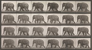 Eläinten liikkuminen. Eläinten peräkkäisten vaiheiden sähkövalokuvaus..., 1880-luku. tekijältä Eadweard Muybridge