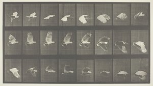 Animal Locomotion, levy 758, 1887. tekijältä Eadweard Muybridge
