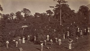 Kahvin sadonkorjuu, Las Nubes-Guatemala, 1875. tekijältä Eadweard Muybridge