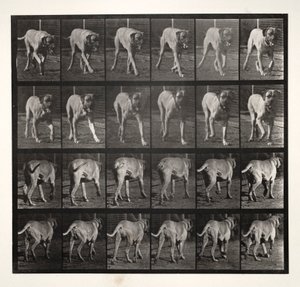 Dread Trotting, 1887. tekijältä Eadweard Muybridge