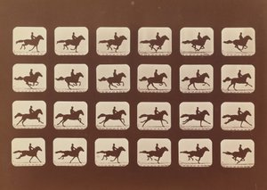 Hevoset. Juoksemassa. Phyrne L. nro 40, 1879. tekijältä Eadweard Muybridge
