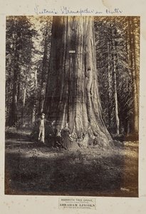 Mammoth Tree Grove, Calaverasin piirikunta, Kalifornia. Abraham Lincoln. 320 jalkaa korkea, ympärysmitta 54 jalkaa.