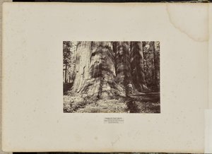 Mammoth Tree Grove, Calaverasin piirikunta, Kalifornia. Salemin noitaryhmä. Keskimääräinen korkeus 300 jalkaa, ympärysmitta 65 jalkaa.