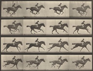 Kilpinumero 626. Laukka, täysiverinen lahdentamma, Annie G., 1887. tekijältä Eadweard Muybridge