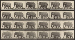 Kilpinumero 733. Elefantin kävely, 1887. tekijältä Eadweard Muybridge