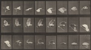 Kilpinumero 758. Kakadu lentävä, 1887. tekijältä Eadweard Muybridge