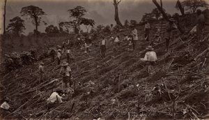 Kahviviljelmän perustaminen Antigua de Guatemalassa, 1875, julkaistu 1877. tekijältä Eadweard Muybridge