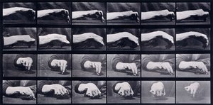 A Motion Study of a Hand, n. 1872-1885 tekijältä Eadweard Muybridge