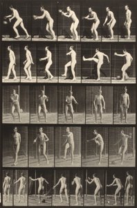 Eläinten liikkuminen (levy 300) (Mies potkii palloa) tekijältä Eadweard Muybridge
