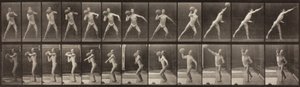 Animal Locomotion, levy 319, 1887 tekijältä Eadweard Muybridge