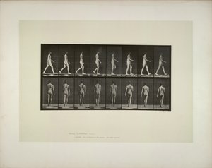 Eläinten liikkuminen: miesten lantion kangas, 1887. tekijältä Eadweard Muybridge