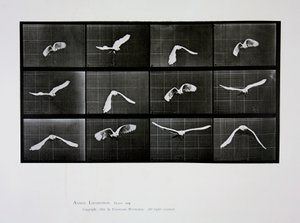 Lintu lennossa, levy 762 julkaisusta Animal Locomotion, 1887 tekijältä Eadweard Muybridge