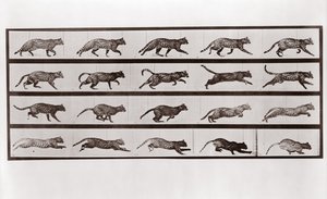 Kissan ravi ja laukka, Animal Locomotionin levy 717, 1887 tekijältä Eadweard Muybridge
