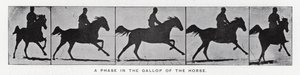 Eadweard Muybridge: Vaihe hevosen laukkaa (m/w kuva) tekijältä Eadweard Muybridge