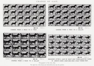 Eadweard Muybridge: Kävelymuutos (m/w kuva) tekijältä Eadweard Muybridge