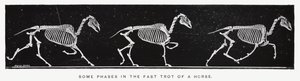 Eadweard Muybridge: Joitakin vaiheita hevosen nopeassa ravissa (m/w kuva) tekijältä Eadweard Muybridge