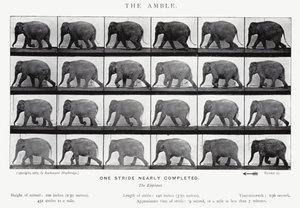 Eadweard Muybridge: The Amble (m/w kuva) tekijältä Eadweard Muybridge