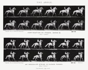 Eadweard Muybridge: The Amble (m/w kuva) tekijältä Eadweard Muybridge
