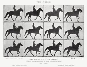 Eadweard Muybridge: The Amble (m/w kuva) tekijältä Eadweard Muybridge