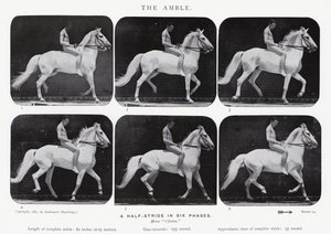Eadweard Muybridge: Amble tekijältä Eadweard Muybridge
