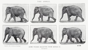 Eadweard Muybridge: Amble tekijältä Eadweard Muybridge