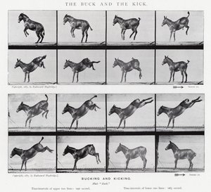 Eadweard Muybridge: The Buck and the Kick (m/v kuva)