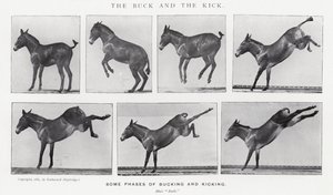 Eadweard Muybridge: The Buck and the Kick (m/v kuva) tekijältä Eadweard Muybridge