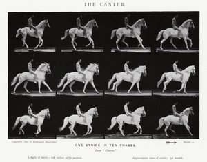 Eadweard Muybridge: The Canter (m/w kuva) tekijältä Eadweard Muybridge