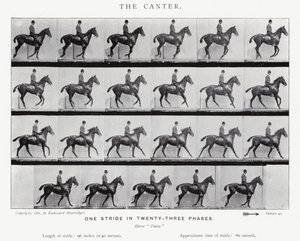 Eadweard Muybridge: Laukka tekijältä Eadweard Muybridge