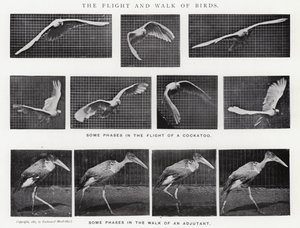 Eadweard Muybridge: The Flight and Walk of Birds (m/w kuva)
