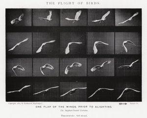 Eadweard Muybridge: Lintujen lento (m/w kuva) tekijältä Eadweard Muybridge