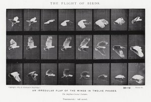 Eadweard Muybridge: Lintujen lento (m/w kuva) tekijältä Eadweard Muybridge