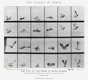 Eadweard Muybridge: Lintujen lento (m/w kuva) tekijältä Eadweard Muybridge