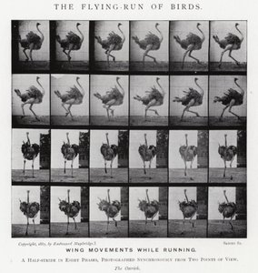 Eadweard Muybridge: The Flying-Run of Birds (m/w kuva) tekijältä Eadweard Muybridge