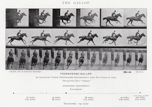 Eadweard Muybridge: The Gallop (m/w kuva) tekijältä Eadweard Muybridge