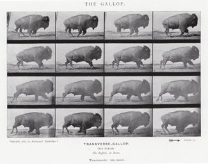 Eadweard Muybridge: The Gallop (m/w kuva) tekijältä Eadweard Muybridge