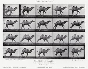 Eadweard Muybridge: The Gallop (m/w kuva) tekijältä Eadweard Muybridge