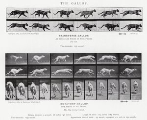 Eadweard Muybridge: The Gallop (m/w kuva) tekijältä Eadweard Muybridge