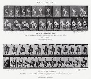 Eadweard Muybridge: The Gallop (m/w kuva) tekijältä Eadweard Muybridge